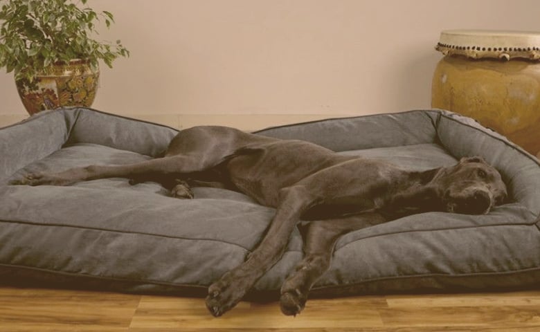Great Dane laying on bed