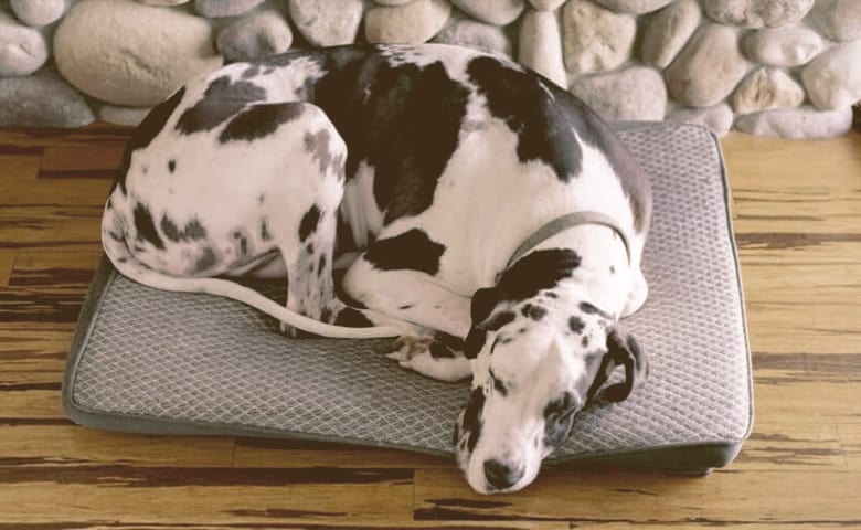 Great Dane laying on bed