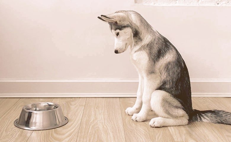 Husky looking at the food