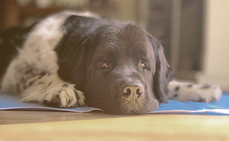 big dog laying down trying to cool down