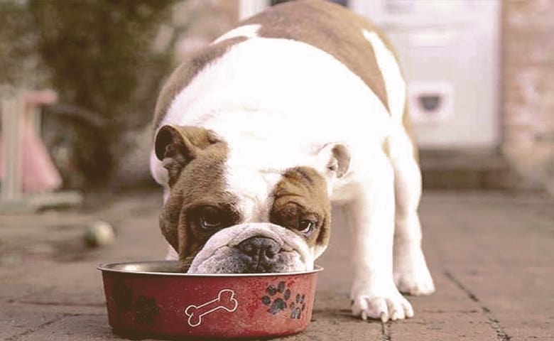 bulldog eating