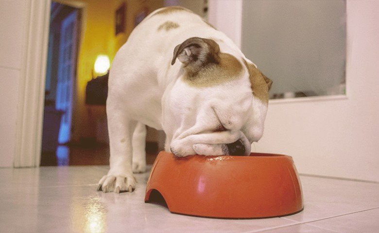 bulldog eating
