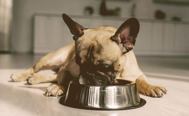 Dog eating from bowl on kitchen floor