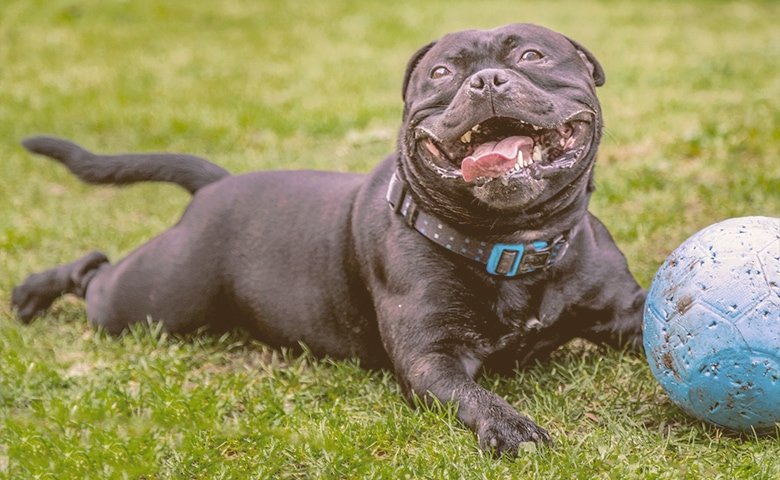 dog cooling down on the grass