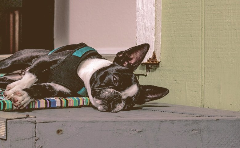 dog trying to cool down