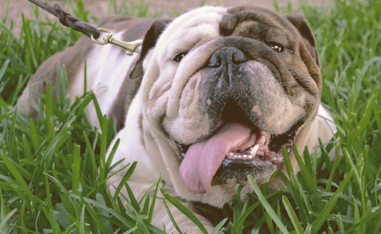 english bulldog laying on the grass with tongue out