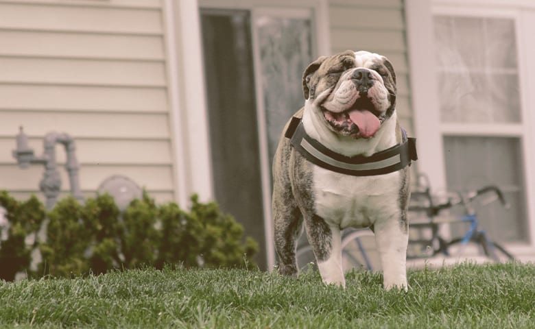 english bulldog on the grass looking