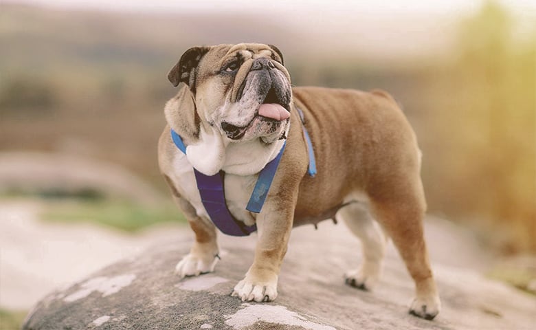 english bulldog on top of a rock looking