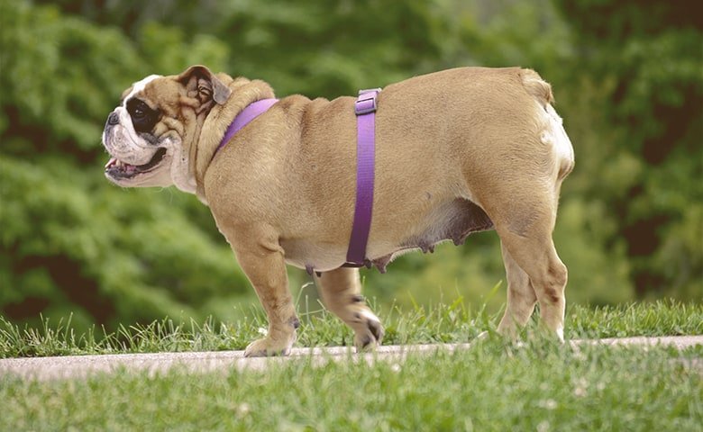 english bulldog walking