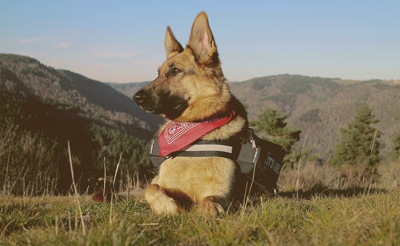 german shepherd laying down on the grass looking