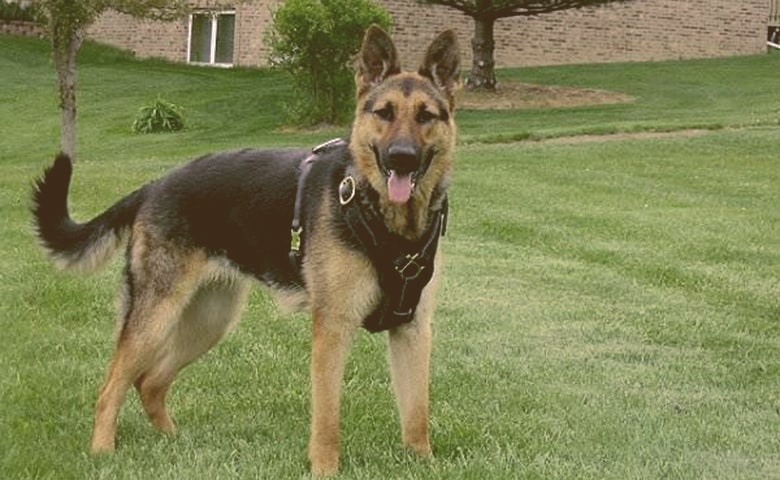 german shepherd on the grass looking