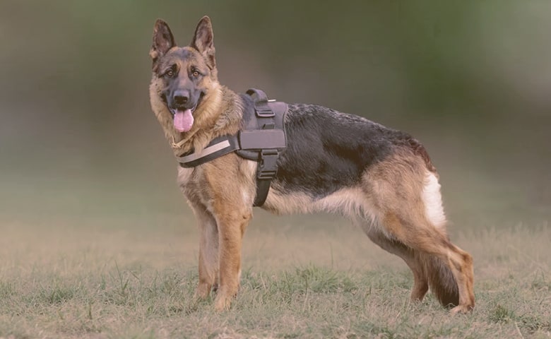 german shepherd on the grass looking 2