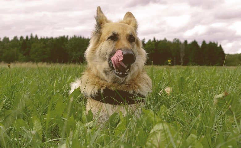 german shepherd on the grass with tongue out