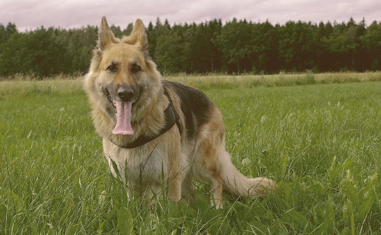 german shepherd on the grass with tongue out