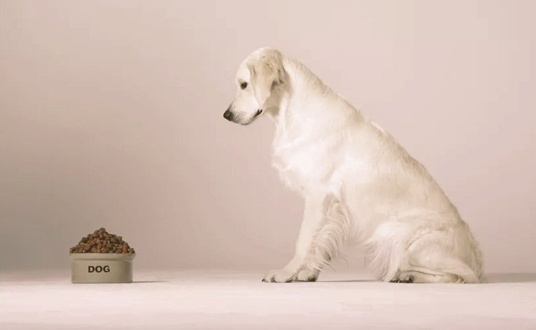 golden retriever looking at bowl