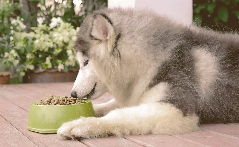 husky eating his food laying down