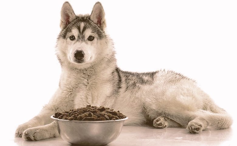 husky laying down with a bowl of food in front