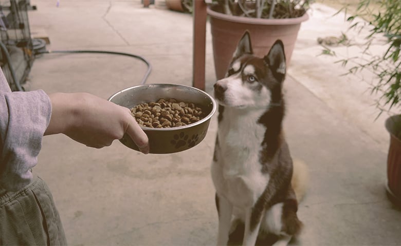 owner giving food to husky