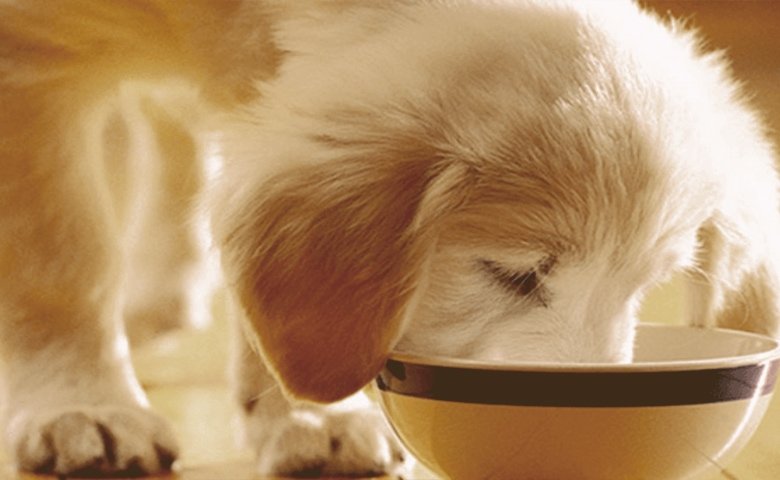 puppy golden retriever eating