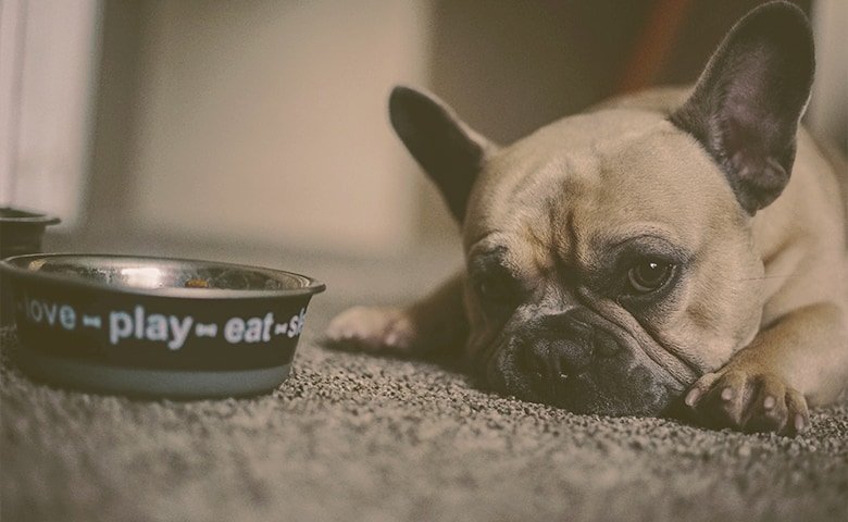 small bulldog looking tat bowl