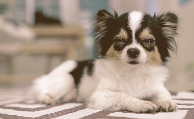 small dog cooling down
