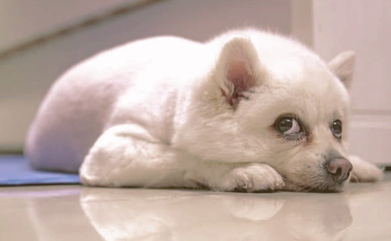 small dog laying down looking up