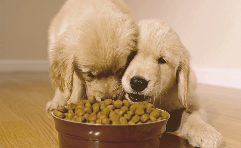 two puppies golden retriever eating