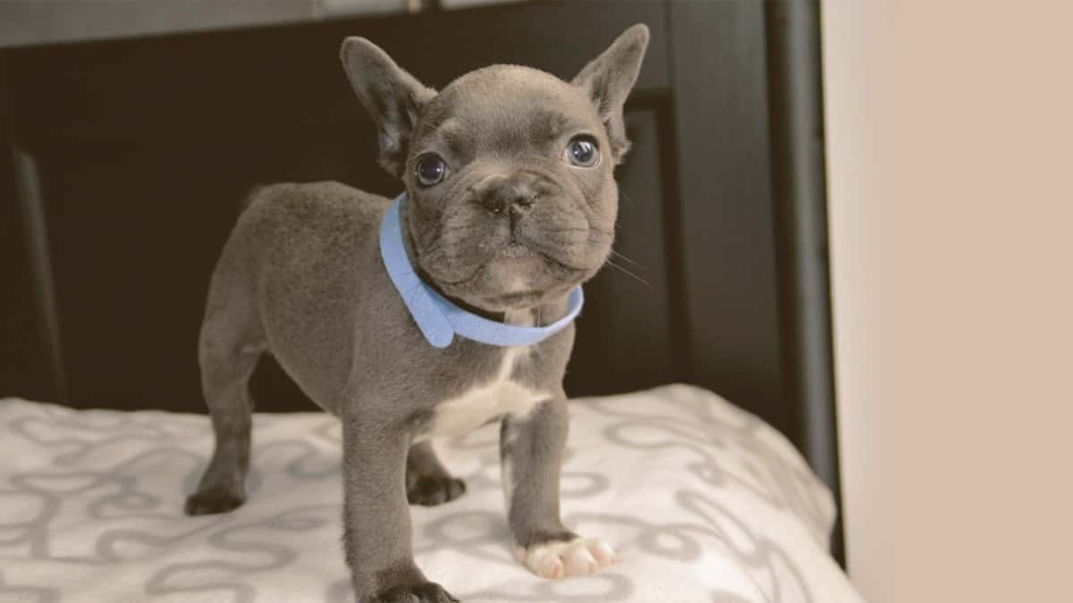 69+ French Bulldog Ny Breeder Image - Bleumoonproductions