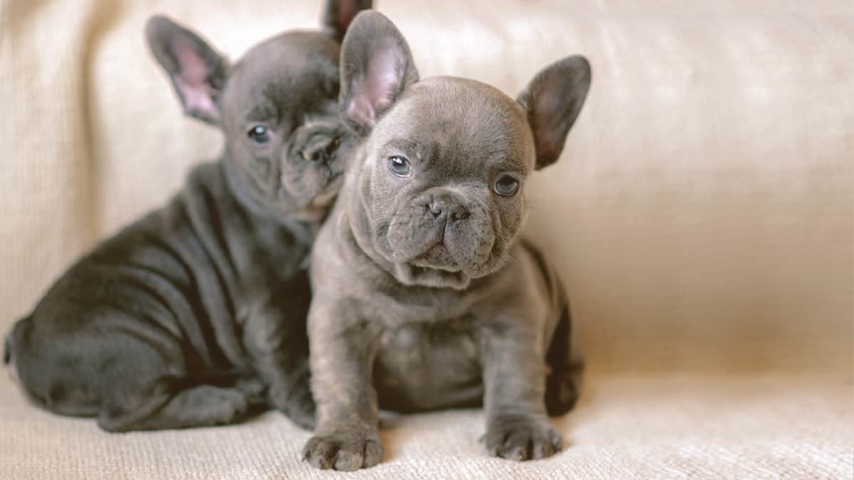 Blue French Bulldog puppies looking