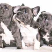 Blue French Bulldog puppies looking up