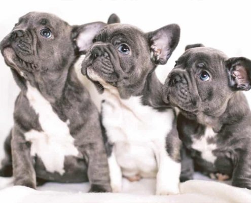 Blue French Bulldog puppies looking up