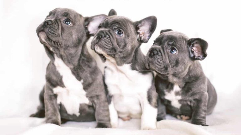 French Bulldog Breeders New York State // Paws Insider