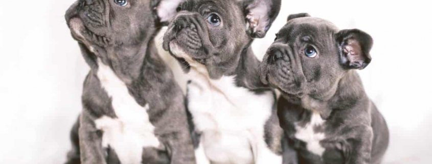 Blue French Bulldog puppies looking up