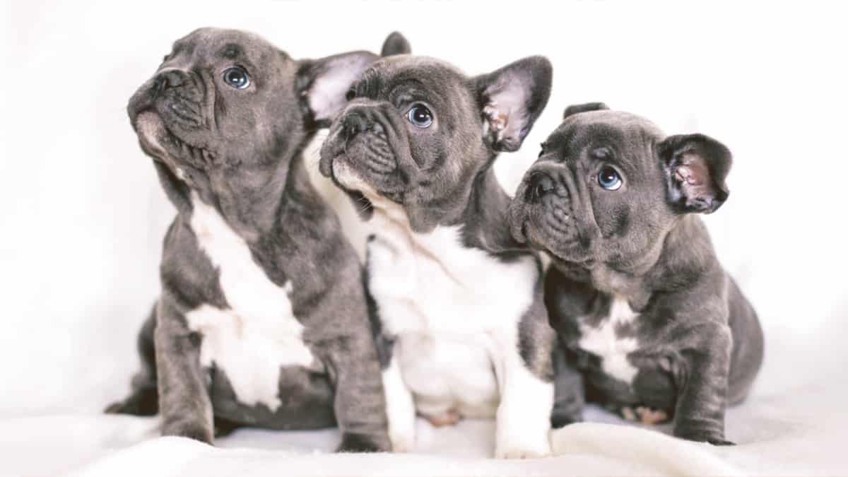 French Bulldog Breeders New York State Blue French Bulldog puppies looking up