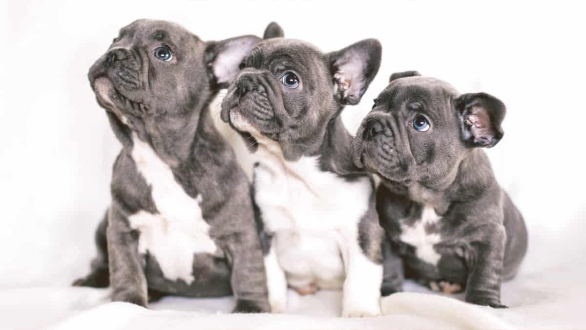 Blue French Bulldog puppies looking up