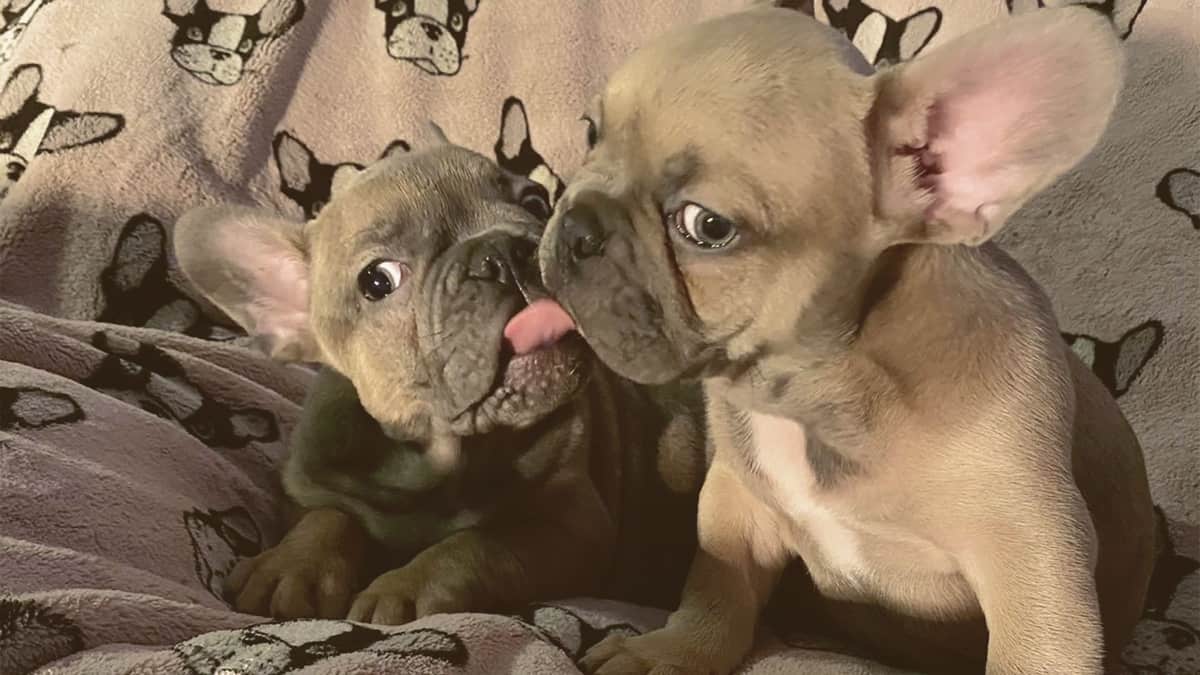 French Bulldog puppies licking each other