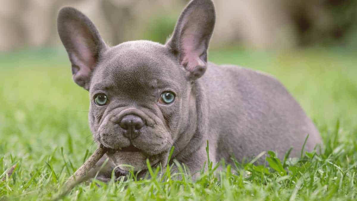 French Bulldog Grey With Blue Eyes For Sale Paws Insider