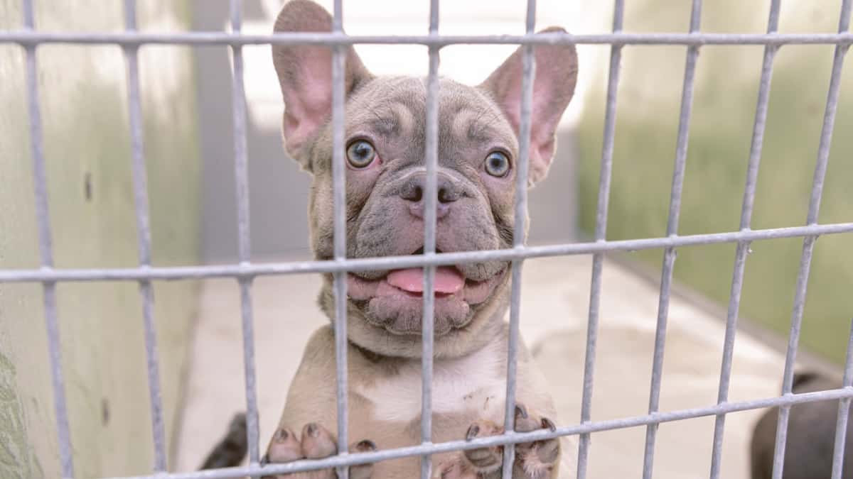 French Bulldog in a cage staring