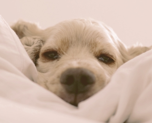 dog laying on a pillow