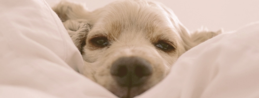 dog laying on a pillow