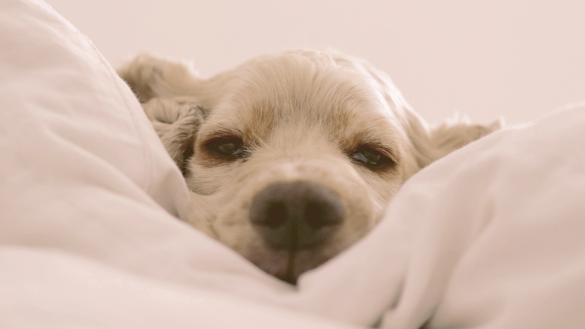 dog laying on a pillow