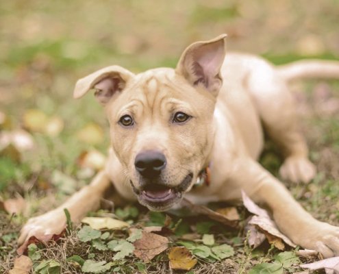 dog laying down on the leaves with tongue out