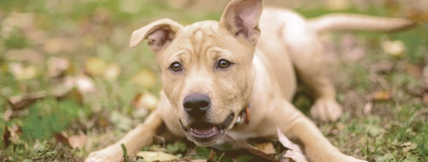 dog laying down on the leaves with tongue out