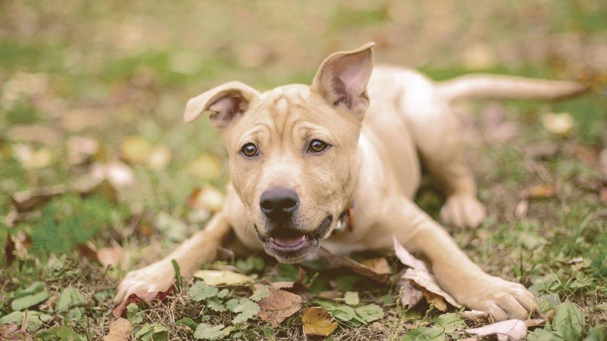 dog laying down on the leaves with tongue out