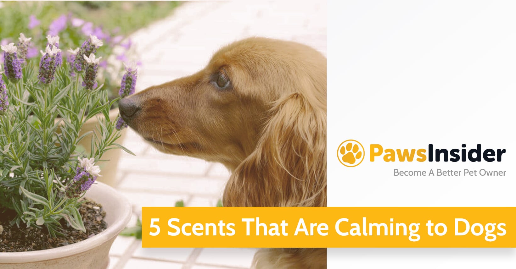 Calming Scents For Dogs: The 5 You Must Know About | Paws Insider
