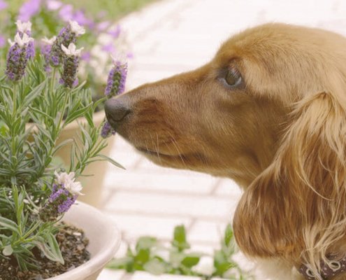 dog smelling lavender