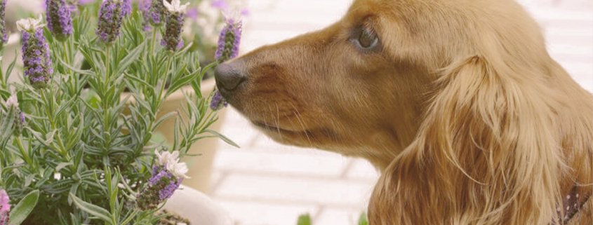 dog smelling lavender