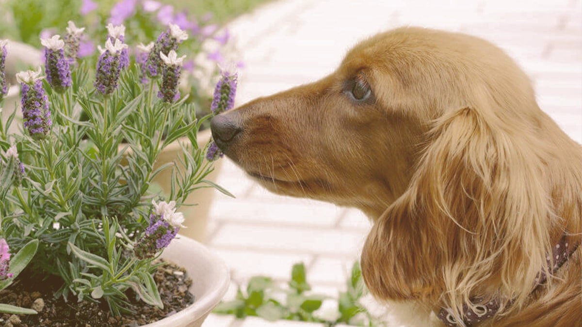 dog smelling lavender
