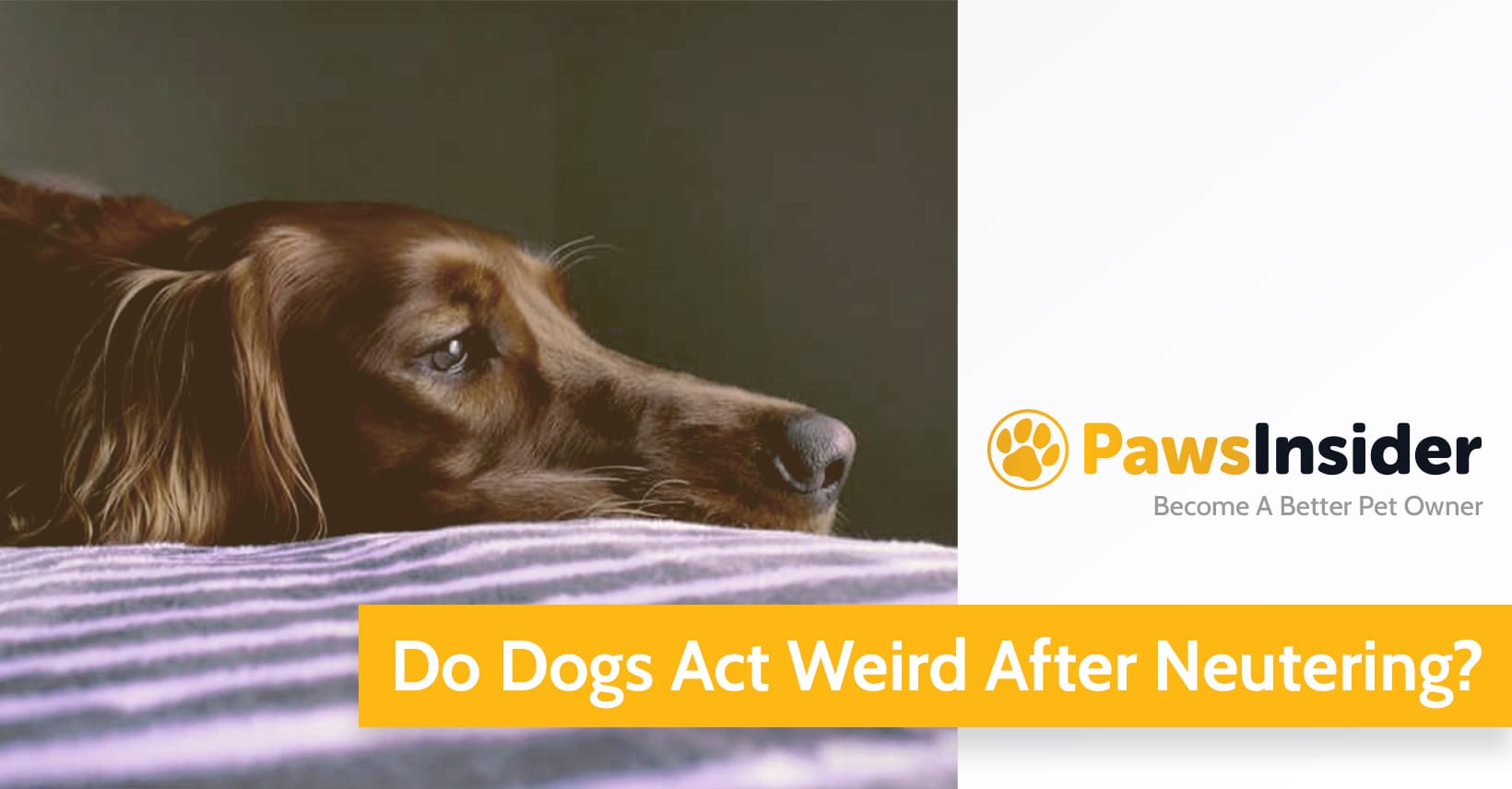 Do Dogs Act Weird After Neutering? We Find Out! // Paws Insider