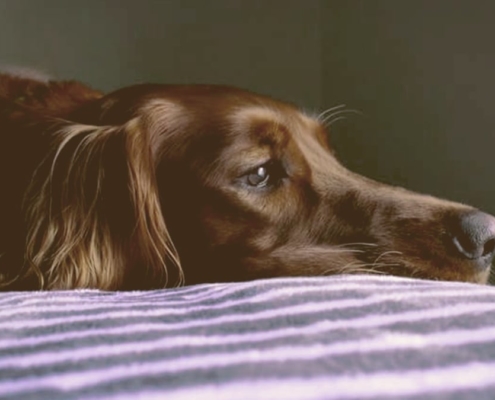 sad dog laying on the bed